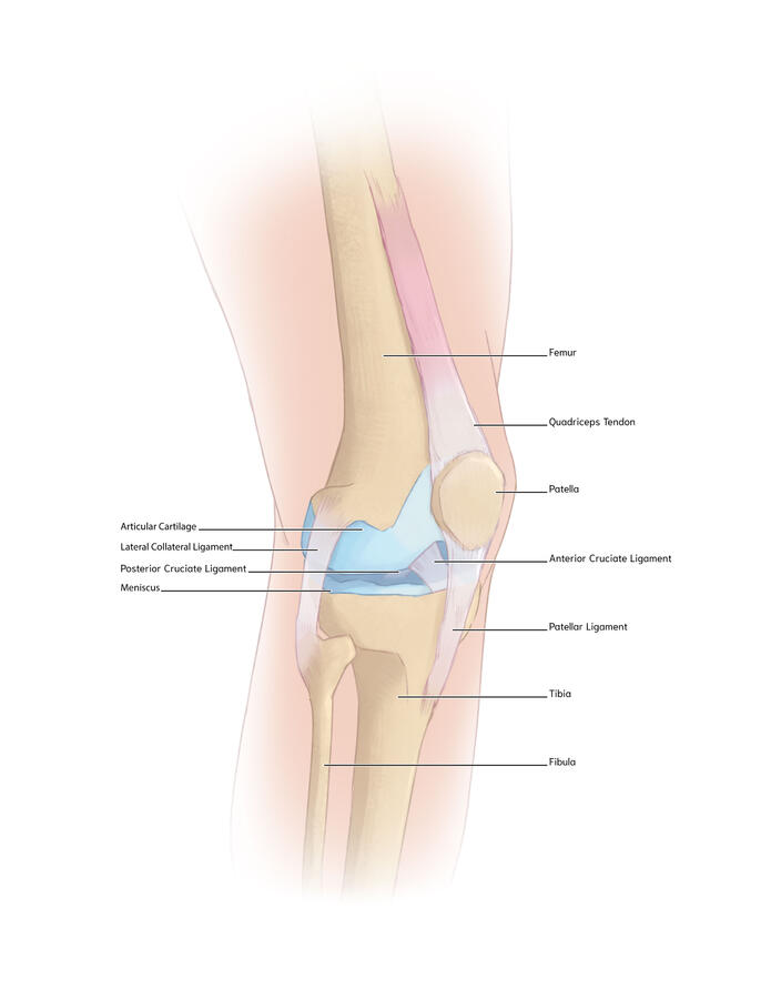 healthy knee