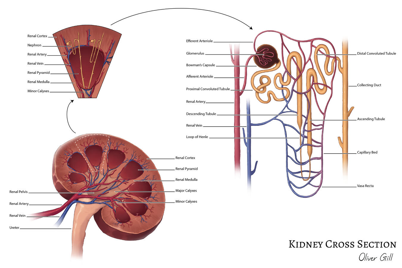 kidney cross section