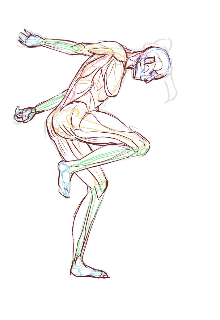 human muscular system