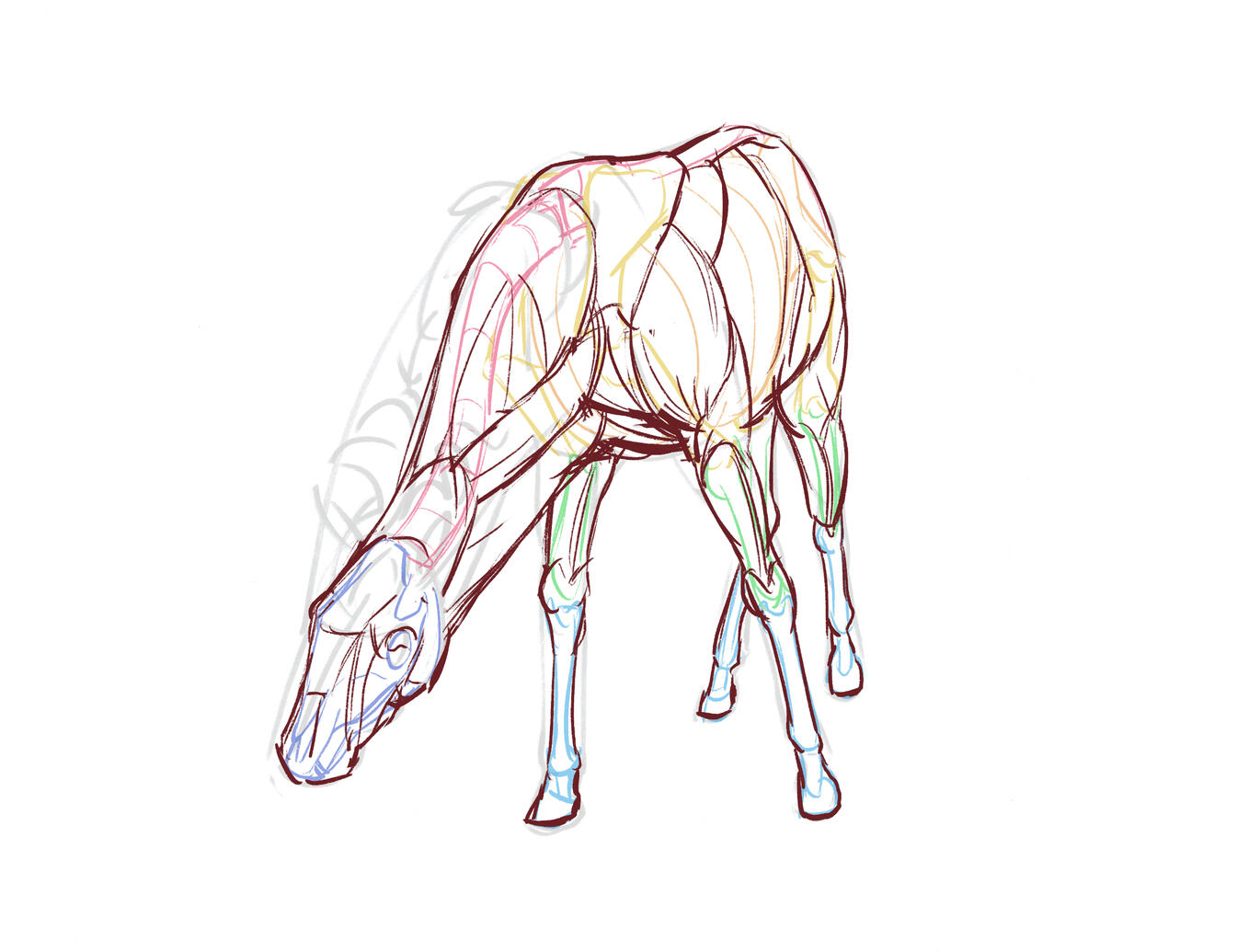 horse muscular system