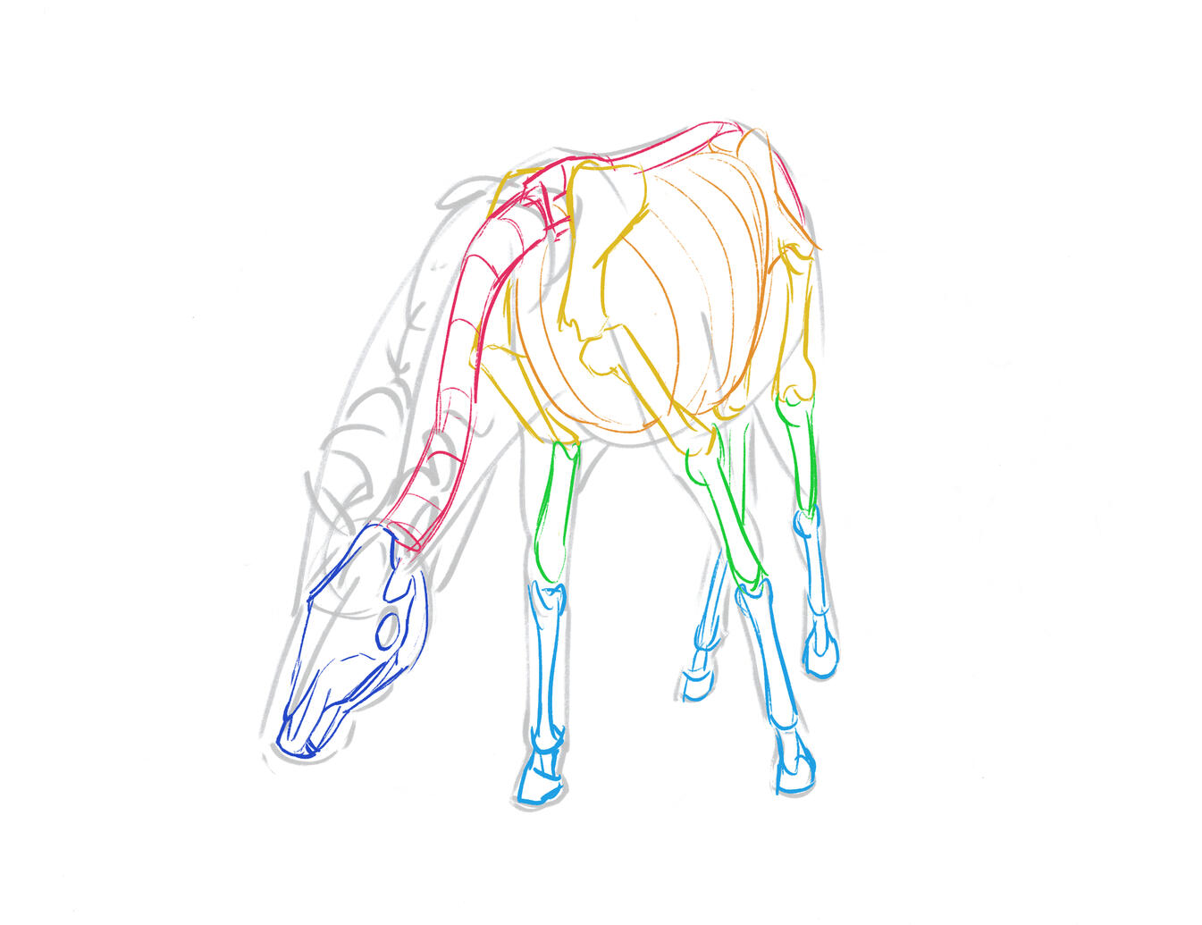 horse skeletal system
