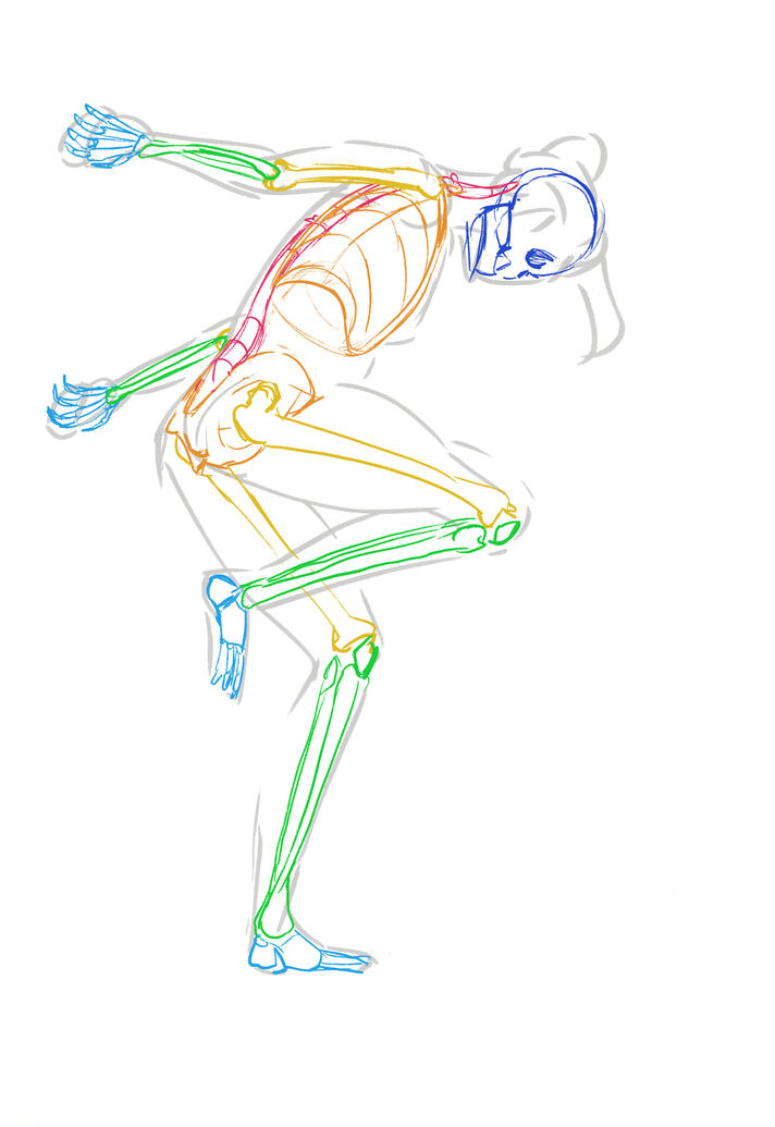 human skeletal system
