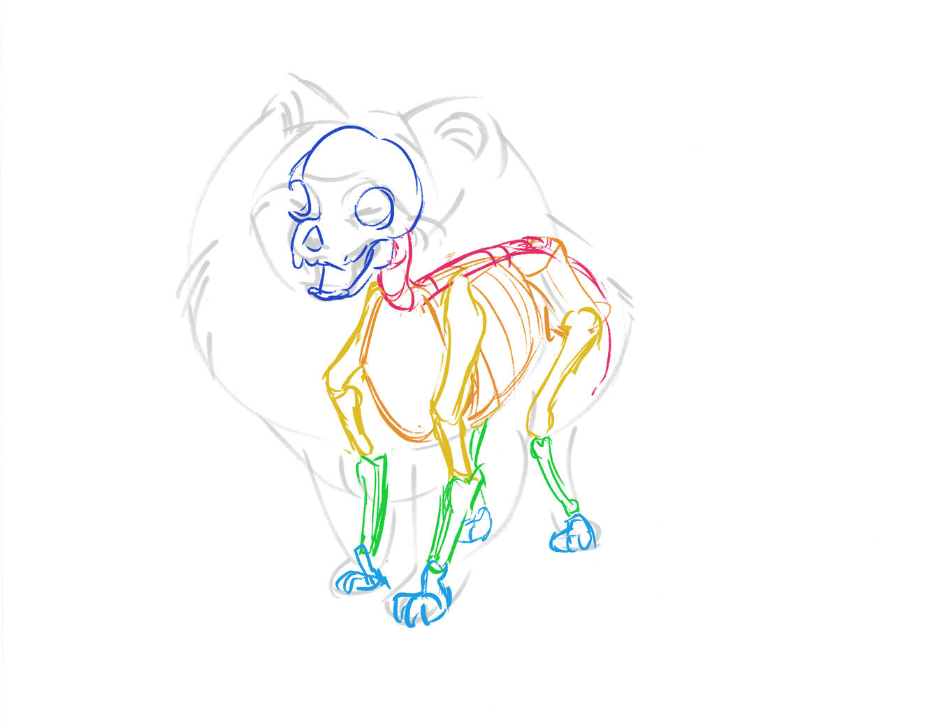 dog skeletal system