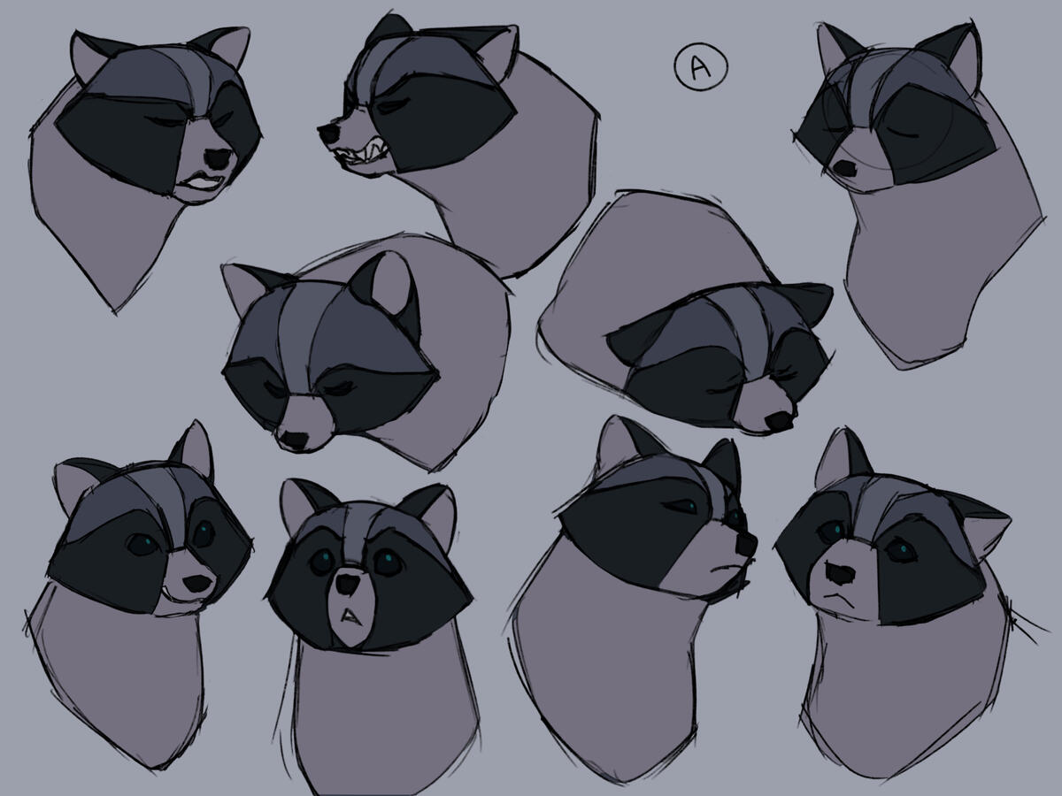 raccoon a